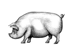 Pig art 2